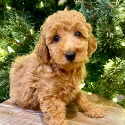 Adopt a dog:Hank/Poodle/Male/11 weeks,I have a lot of adventures planned for you and me. Are you the lucky one for me? I sure hope so! My name is Hank and I’m a cutie. I love to share, and I’m good at it, too. If you like, you can cuddle with me in my doggy bed on those cold nights. I’ll make plenty of room for the you. You can take me for long walks, as I’m always on my best behavior. I’ll be center of attention with my shiny coat and brilliant personality. When I arrive to my new home, I will be up to date on my puppy vaccinations and vet checked from head to tail. Don’t miss out on me!