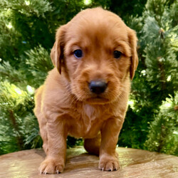 Adopt a dog:Eve/Golden Retriever/Female/6 weeks,I have a lot of adventures planned for you and me. Are you the lucky one for me? I sure hope so! My name is Eve and I’m a cutie. I love to share, and I’m good at it, too. If you like, you can cuddle with me in my doggy bed on those cold nights. I’ll make plenty of room for the you. You can take me for long walks, as I’m always on my best behavior. I’ll be center of attention with my shiny coat and brilliant personality. When I arrive to my new home, I will be up to date on my puppy vaccinations and vet checked from head to tail. Don’t miss out on me!