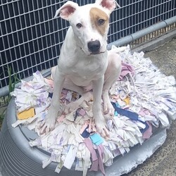 Bowie/Staffordshire Bull Terrier/Male/9 Months,Meet Bowie, a sweet and adventurous 8-month-old Staffy puppy with a heart full of love to give! He was found as a stray in the bushland, searching for food and shelter, but now he's ready to find his forever home. Bowie is an energetic and curious boy who loves exploring the outdoors and discovering new places. His playful spirit shines through as he eagerly searches for treats, always excited to use his nose to sniff out hidden surprises! Bowie is still in his learning phase, so he's eager to please and ready to soak up new experiences. With a little training and lots of love, he'll continue to grow into a wonderful companion. Whether it's playing fetch, exploring new trails, or just cuddling up for some quiet time, Bowie is sure to bring joy and excitement into your home. Bowie is looking for an active, loving family who will provide him with the time and care he needs to thrive. He would be happiest in a home where he can get plenty of outdoor exercise, mental stimulation, and love. His perfect family would be patient and understanding as he continues to learn the ropes of family life and would appreciate his playful, explorative nature. If you are interested in giving this wonderful pet a home, please CLICK HERE to visit our website and complete an expression of interest. or 
