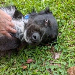 Flash/Australian Kelpie/Male/4 Years 8 Months,Hi there, I'm Flash! As an Australian Kelpie, I’m full of energy, love, and a thirst for learning. I'm looking for a family who isn't away too long during the day, and can give me the mental stimulation and physical exercise I need. I'm super sociable with humans, but I do prefer to be the only dog in the house. Although I don't have any history with other animals, I think I would thrive most in a calm and peaceful home. I would love to have indoor and outdoor access in my new home, I am currently in foster and have been referred to as a lounge lizard as I love the comfortable things in life.  I'm not a puppy, but I still love learning new things every day! I'm hoping for a home where my family can help me continue to learn about life and all the exciting things it has to offer. I'm a loyal companion and will love you unconditionally, always excited to see you when you come home. I'm perfect for someone who can give me plenty of attention, exercise, and a quiet environment. I'm suited for homes with kids 12 years and older who can understand that sometimes I need a little space.  If you're looking for a buddy to add some Flash to your life, I'm your guy! Can't wait to meet you! Requirements: