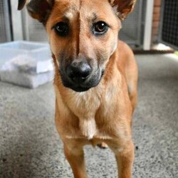 Wyatt/Australian Kelpie/Male/8 Months,Meet Wyatt, an energetic and affectionate 8-month-old male Kelpie who's ready to find his forever home! Wyatt is a social pup who thrives on human companionship and is always ready for a cuddle, an adventure or a good play session.  Personality & Traits: Ideal Home: Wyatt would do best in a home where he can get plenty of attention, playtime, and sunbathing opportunities. His friendly nature makes him a great fit for families, singles, or active individuals who can provide him with both love and exercise. Wyatt can sometimes find unexpected noises and movement overwhelming, so a home with older children and no other animals would be ideal! As an active Kelpie, Wyatt has lots of energy and will need daily exercise to stay happy and healthy, along with daily decompression opportunities, including chews, and plenty of rest. Wyatt is still a young pup, who has spent most of his life in shelter, so a family that is happy to take things nice and slow and continue building his confidence in the world and is exactly what Wyatt needs! If you think Wyatt could be the perfect addition to your family, please fill out an application online at   call 0477 064 192 and the team at BARC will be in touch to arrange a meet and greet. Love, Wyatt x Requirements: