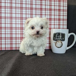 Tiny Snowball/Maltese									Puppy/Male																/9 Weeks,Meet Snowball a tiny  fluffy Maltese! Just in time for Christmas Snowball is a  playful little pup and well socialized! He is micro chipped up to date on he’s shots and dewormer and will be vet checked before going to he’s new home! Call Katie today to find out more about this sweetheart! 
