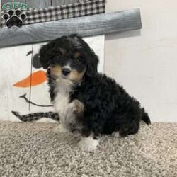 Sara/Mini Aussiedoodle									Puppy/Female														/10 Weeks,Meet Sara! I am a sweet Black (Tri) Aussiedoodle puppy that loves to be snuggled, I am up to date on all shots and wormers, plus come with a 1 year genetic health guarantee, if interested in adopting me to your home, call or text the breeder.