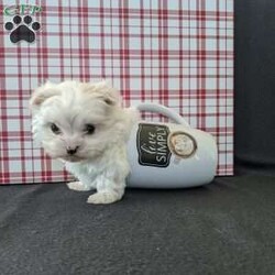 Tiny Snowball/Maltese									Puppy/Male																/9 Weeks,Meet Snowball a tiny  fluffy Maltese! Just in time for Christmas Snowball is a  playful little pup and well socialized! He is micro chipped up to date on he’s shots and dewormer and will be vet checked before going to he’s new home! Call Katie today to find out more about this sweetheart! 