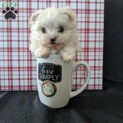 Tiny Snowball/Maltese									Puppy/Male																/9 Weeks,Meet Snowball a tiny  fluffy Maltese! Just in time for Christmas Snowball is a  playful little pup and well socialized! He is micro chipped up to date on he’s shots and dewormer and will be vet checked before going to he’s new home! Call Katie today to find out more about this sweetheart! 