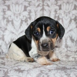 Dean/Jack Russell Mix									Puppy/Male																/8 Weeks,Take a look at this colorful Jack Russell Mix puppy who is playful and frisky! This spunky pup will brighten your holiday season with puppy kisses, tail wiggles, and cheer! The mother PeeWee is a Jack Russell and her puppies look very similar to her! Each puppy is vet checked and up to date on shots and dewormer. We are seeking loving homes for each puppy! Please call to learn more about these little cutie pies! 