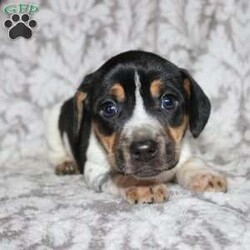 Dean/Jack Russell Mix									Puppy/Male																/8 Weeks,Take a look at this colorful Jack Russell Mix puppy who is playful and frisky! This spunky pup will brighten your holiday season with puppy kisses, tail wiggles, and cheer! The mother PeeWee is a Jack Russell and her puppies look very similar to her! Each puppy is vet checked and up to date on shots and dewormer. We are seeking loving homes for each puppy! Please call to learn more about these little cutie pies! 