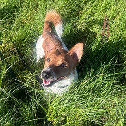 Alfie/Terrier (Jack Russell)/Male/2 - 5 years,Alfie is a dapper little 2 year old Jack Russell with lots of energy who would be a great sidekick for outdoor adventures! Alfie needs to have direct access to a secure garden where he can work on his training, with minimum 5ft fencing. A hands-off and patient home is needed for Alfie as he can get overwhelmed easily, and takes his time getting to know you. A quiet home would be best with no children under the age of 16 or other pets, to ensure that he has the right setup for him to thrive in his new home. He can be unsure in unfamiliar situations including around other dogs and at the vets. Alfie has made a lot of progress with the training team whilst in our care and would like to continue this in his new home.