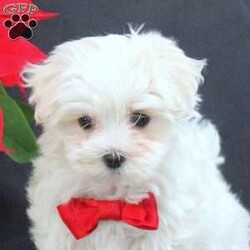 Sarah/Maltese									Puppy/Female														/9 Weeks,Meet Sarah! This adorable Maltese puppy is vet checked & up to date on shots & wormer. She is registered with the ACA, plus comes with a health guarantee provided by the breeder! Sarah is well socialized & currently being family raised with children! If you would like more information on this wiggly pup, please contact Jay Paul Shirk today!