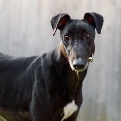Arthur/Greyhound/Male/2 - 5 years,Meet Arthur, he's a sweet and sensitive Greyhound with a heart of gold. He's been with us for a little while now and has really blossomed in confidence and often greets his carers and volunteers with the happiest and waggiest tail! Arthur arrived with us with very little history and has likely never lived in a home before, so he'd loved to find adopters than can help him settle in and learn new things like housetraining and learning how to be left. He really enjoys the company of other dogs and would likely benefit from living with one in his forever home, however this isn't essential. He would like opportunities for socialisation if living alone. Arthur has a history of racing, so for this reason he does wear his muzzle out and about on his walkies and he looks super handsome in it! Arthur could live with children 6+ who can understand his shy nature, but it wont be long until he's leaning into you for fuss and snuggles!