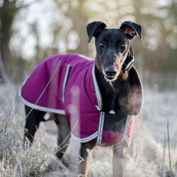 Arthur/Greyhound/Male/2 - 5 years,Meet Arthur, he's a sweet and sensitive Greyhound with a heart of gold. He's been with us for a little while now and has really blossomed in confidence and often greets his carers and volunteers with the happiest and waggiest tail! Arthur arrived with us with very little history and has likely never lived in a home before, so he'd loved to find adopters than can help him settle in and learn new things like housetraining and learning how to be left. He really enjoys the company of other dogs and would likely benefit from living with one in his forever home, however this isn't essential. He would like opportunities for socialisation if living alone. Arthur has a history of racing, so for this reason he does wear his muzzle out and about on his walkies and he looks super handsome in it! Arthur could live with children 6+ who can understand his shy nature, but it wont be long until he's leaning into you for fuss and snuggles!