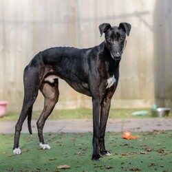 Arthur/Greyhound/Male/2 - 5 years,Meet Arthur, he's a sweet and sensitive Greyhound with a heart of gold. He's been with us for a little while now and has really blossomed in confidence and often greets his carers and volunteers with the happiest and waggiest tail! Arthur arrived with us with very little history and has likely never lived in a home before, so he'd loved to find adopters than can help him settle in and learn new things like housetraining and learning how to be left. He really enjoys the company of other dogs and would likely benefit from living with one in his forever home, however this isn't essential. He would like opportunities for socialisation if living alone. Arthur has a history of racing, so for this reason he does wear his muzzle out and about on his walkies and he looks super handsome in it! Arthur could live with children 6+ who can understand his shy nature, but it wont be long until he's leaning into you for fuss and snuggles!