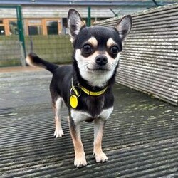 George/Chihuahua (Smooth Coat)/Male/2 - 5 years,George can live with older children (12+) and no dogs or cats in his new home, but could potentially live with securely caged small animals. He's quite a confident boy who loves getting out and meeting people, and enjoys a good adventure!