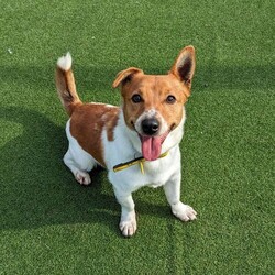 Alfie/Terrier (Jack Russell)/Male/2 - 5 years,Alfie is a dapper little 2 year old Jack Russell with lots of energy who would be a great sidekick for outdoor adventures! Alfie needs to have direct access to a secure garden where he can work on his training, with minimum 5ft fencing. A hands-off and patient home is needed for Alfie as he can get overwhelmed easily, and takes his time getting to know you. A quiet home would be best with no children under the age of 16 or other pets, to ensure that he has the right setup for him to thrive in his new home. He can be unsure in unfamiliar situations including around other dogs and at the vets. Alfie has made a lot of progress with the training team whilst in our care and would like to continue this in his new home.