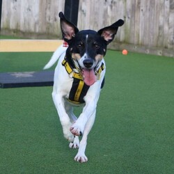 Jasper/Terrier (Jack Russell)/Male/5 - 7 years,Sweet boy Jasper is a very intelligent boy who loves his toys and learning new tricks! He is looking for a home with an experienced family who have had rescue dogs or similar breeds before. Jasper requires his own direct access, secure garden with a 5ft fence as he will need to be kept on lead whilst he is in public, and wearing a muzzle when he is in stressful situations, such as really busy places. Jasper is happy to walk with dog friends but would prefer to be the only pet in the home as he is quite indifferent with other dogs. Jasper is looking for a family who will always be at home with him, especially whilst he is settling in. We think he'd be able to be left for 2-3 hours once he has settled in, as long as this is built up gradually. He can also live with children aged 16 years and over.