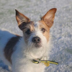 Skipper/Terrier (Jack Russell)/Male/5 - 7 years,Skipper is a happy little dude who loves to say hello to people on his walks and learn new tricks. This chipper 7 year old Jack Russell loves to play with toys and his favourite game is tug of war! Skipper is looking to have his own secure garden, fully enclosed with a 5ft fence that has direct access to the home so he has a safe space to run around daft in. He'd also like to have safe spaces to rest in the home without being disturbed suddenly, as he is more of an independent guy and isn't a couch potato! Skipper is looking for an active family who have experience with terriers or similar breeds. At the moment, Skipper would like to be the only pet in the home but he can socialise out on his walks!