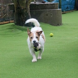 Skipper/Terrier (Jack Russell)/Male/5 - 7 years,Skipper is a happy little dude who loves to say hello to people on his walks and learn new tricks. This chipper 7 year old Jack Russell loves to play with toys and his favourite game is tug of war! Skipper is looking to have his own secure garden, fully enclosed with a 5ft fence that has direct access to the home so he has a safe space to run around daft in. He'd also like to have safe spaces to rest in the home without being disturbed suddenly, as he is more of an independent guy and isn't a couch potato! Skipper is looking for an active family who have experience with terriers or similar breeds. At the moment, Skipper would like to be the only pet in the home but he can socialise out on his walks!