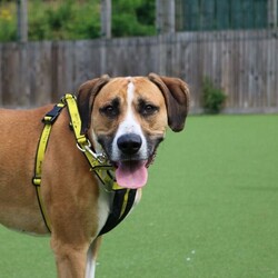 Timmy/Bulldog Cross/Male/5 - 7 years,Timmy is a sensitive boy who has a lot of love to give. He is a 7 year old Greyhound x Bulldog who has a big heart! Timmy is a playful guy who loves goofing around and playing with toys - his favourite game is tug of war but he is also a fan of just rolling around! He will need to be kept on lead whilst out and about due to his high prey drive. For this reason, he would love to have direct access from the home to a secure garden, with a 6ft fence, to run around freely in. He is also trained to wear a muzzle whilst out on his walks just as an added precaution to keep him safe. Timmy has been previously worried around young children so it is important for any children, including visitors, to be over 16 years old in his new home.