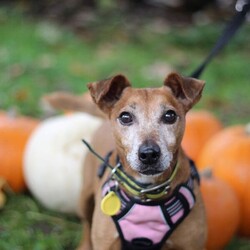 Patsy/Terrier (Jack Russell)/Female/8 + years,Patsy is a 11 year old (approximately) Jack Russell who is as cute as a button! She loves going for adventures and meeting people as well as playing with her toys! Patsy is looking for an experienced family who are able to have someone at home with her at all times, as she's been unhappy when left home alone previously. However, we do recommend building this time period up gradually. We have limited information about Patsy living in a home but we do know that she isn't fully house-trained. She would therefore need direct access to a secure garden of her own, with a 5ft fence.