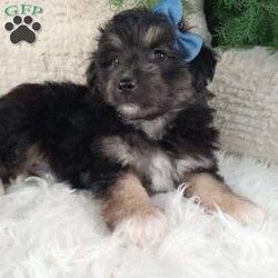 Theo/Miniature Australian Shepherd Mix									Puppy/Male																/7 Weeks,Meet Theo! And adorable Aussie Chon puppy! He loves cuddles and all the attention! He is up to date on vaccines, and deworming. And has had a clear vet check done.The momma to these babies is a Bichon weighing around 12 pounds. And the dad a beautiful Australian Shepard weighing 20-25 pounds. For more information call or text Mary Sue.A $200 deposit will reseve him and is nonrefundable. 