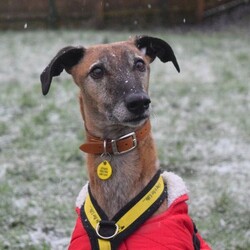 Adopt a dog:Rocky/Lurcher Cross/Male/5 - 7 years,Rocky is super people orientated and would adore being around people for most of the time in his forever home. Once settled, he could be left for a couple of hours- but this will need to be built up to slowly. Rocky has been positively muzzle trained and he wears it really confidently when out and about. Children in the home need to be over the age of 14. Although Rocky would like to be the only pet in the home, he could have walking buddies when out and about on his walks!