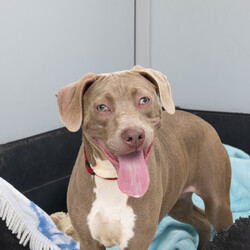 Adopt a dog:Delta/American Staffordshire Terrier/Female/12 Months,Hi, I’m Delta, and I’m an adolescent Staffy puppy looking for my forever home! I’m still a little shy and timid, but I’m learning and growing every day. Life is a bit overwhelming for me right now, but I’m doing my best to build my confidence. I would do best in a calm and quiet household where I can take things at my own pace. If you have children, they need to be over 12 years old, as I’ll thrive with older kids who can understand when I need space and time to adjust. I’d love to meet everyone in the family before we take the next step, as it’s important for me to feel comfortable and safe. I also think I’d be happiest with another dog in the home – a canine friend would really help me with my confidence and help me feel at ease. Since I’m still learning a lot, I’ll need ongoing training to help me become the best dog I can be. If you have a loving and patient home and you’re looking for a sweet companion, I’d love to meet you! Lots of licks, Delta xx Household restrictions: