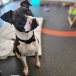 Adopt a dog:Layla/Staffordshire Bull Terrier/Female/1 Year 4 Months,Hey there! My name is Layla, it's lovely to meet you! I am a friendly and excitable one-year-old Staffy with a playful spirit! I love to chase toys and enjoy being active, making me a great companion for someone who can match my energy. With my sweet personality and enthusiasm, I am sure to bring joy to my new home. I would thrive in a loving home with dog savvy children. While I'm mostly well-behaved, I can be a little jumpy and snatchy with treats. I would do best with kids who understand how to interact with dogs and can help me feel comfortable. I prefer to be the only dog in the household. I'm not really fond of other dogs and have shown signs of discomfort when meeting them around shelter. I prefer to keep my distance and not interact. A home where I can be the center of attention would suit me best. As a young dog, I am still learning the ropes and would benefit from ongoing training. I'm eager to learn and would love a family that can dedicate time to teaching me basic life skills. A positive reinforcement approach will help me thrive and develop into a well-rounded companion.