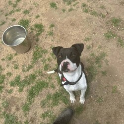 Adopt a dog:Layla/Staffordshire Bull Terrier/Female/1 Year 4 Months,Hey there! My name is Layla, it's lovely to meet you! I am a friendly and excitable one-year-old Staffy with a playful spirit! I love to chase toys and enjoy being active, making me a great companion for someone who can match my energy. With my sweet personality and enthusiasm, I am sure to bring joy to my new home. I would thrive in a loving home with dog savvy children. While I'm mostly well-behaved, I can be a little jumpy and snatchy with treats. I would do best with kids who understand how to interact with dogs and can help me feel comfortable. I prefer to be the only dog in the household. I'm not really fond of other dogs and have shown signs of discomfort when meeting them around shelter. I prefer to keep my distance and not interact. A home where I can be the center of attention would suit me best. As a young dog, I am still learning the ropes and would benefit from ongoing training. I'm eager to learn and would love a family that can dedicate time to teaching me basic life skills. A positive reinforcement approach will help me thrive and develop into a well-rounded companion.