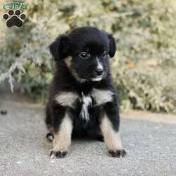 Decca/Miniature Australian Shepherd									Puppy/Female														/November 17th, 2024,Beautiful smart and energetic mini Aussie: Decca is a lovely black tricolor.  Well socialized well-loved and cared for.  Call us to see if you are a good match! We have carefully picked parents with excellent and gentle temperaments.  Call if you would also like to see our farm where we raise our mini Aussies.