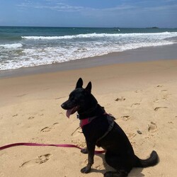 Freya/Siberian Husky / Australian Kelpie/Female/2 Years,Hello there, I'm Freya, a young spritely Siberian Husky cross ! I'm a sweet gal, full of energy, and I'm looking for a loving forever home. I need someone around most of the time because I love company and I'm still learning about life. Can you be my teacher? I promise I'm a quick study! I can be selective about my canine companions so you will need to bring any existing dogs along to meet me. I have previously lived in a home with older children who I LOVED to play with, so if you have older kids in the home that's perfect for me! I require a home with secure outdoor access like an enclosed backyard. I'm a Husky, and we love to play and explore, so a nice yard will be my personal paradise! I can assure you, once you meet me, you'll fall in love with my charm and playful spirit. I'm ready to be your loyal companion and bring joy to your life. Are you ready to embark on this exciting journey with me? I may look like a wolf, but I promise you I'm a sweet natured soul just looking for some fun in life! XX Freya 