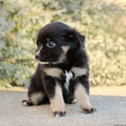Decca/Miniature Australian Shepherd									Puppy/Female														/November 17th, 2024,Beautiful smart and energetic mini Aussie: Decca is a lovely black tricolor.  Well socialized well-loved and cared for.  Call us to see if you are a good match! We have carefully picked parents with excellent and gentle temperaments.  Call if you would also like to see our farm where we raise our mini Aussies.