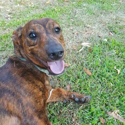 Ayla/Dachshund Standard (Smooth) / Staffordshire Bull Terrier/Female/11 Months,**If you are interested is giving this wonderful pet a home please visit our website and complete an expression of interest  Hello everyone, my name is Ayla and it's lovely to meet you. I've had a pretty sheltered life and haven't been able to learn much about the world. I really struggled in the shelter with all the new sounds and smells and I really didn't want much to do with people. Lucky for me a wonderful foster carer came forward to take me in and has been letting me build my confidence and learn some new skills in their home and I'm thriving! Now it's time to take those skills and use them to find my very own forever home and while I'm still nervous I think I'm ready! I will need a family who is understanding and committed to helping me navigate the world at my own pace, I won't be a dog for adventures any time soon and would prefer the quiet predictable routine of a home with my trusted people. Ideally my new home would just have a few quiet adults who I can bond with and learn to trust. I'm ok with sharing my home with other dogs as long as they're calm and quiet like me, I'm not a super playful girl but I'll happily take a turn about the yard for a sniff with my canine friend. I've also shared a foster home with a cat and I find them quite frightening so I would need a home without cats around to feel comfortable. It is also important my new home have fencing with secure footings, I'm very short and would easily take advantage of any gaps you might not be aware of, especially in the early days while I'm still unsettled and maybe a bit scared. Requirements: If you think you have the room in your home to give me the love and care I deserve and to guide me through learning some new skills and confidence then please fill out the form below and one of the staff will reach out if they think we'll be a good fit for each other. Love, Ayla ﻿**If you are interested is giving this wonderful pet a home please visit our website and complete an expression of interest 
