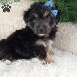 Theo/Miniature Australian Shepherd Mix									Puppy/Male																/7 Weeks,Meet Theo! And adorable Aussie Chon puppy! He loves cuddles and all the attention! He is up to date on vaccines, and deworming. And has had a clear vet check done.The momma to these babies is a Bichon weighing around 12 pounds. And the dad a beautiful Australian Shepard weighing 20-25 pounds. For more information call or text Mary Sue.A $200 deposit will reseve him and is nonrefundable. 