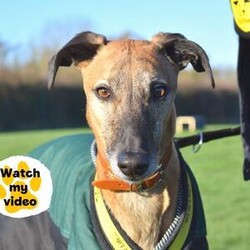 Adopt a dog:Rocky/Lurcher Cross/Male/5 - 7 years,Rocky is super people orientated and would adore being around people for most of the time in his forever home. Once settled, he could be left for a couple of hours- but this will need to be built up to slowly. Rocky has been positively muzzle trained and he wears it really confidently when out and about. Children in the home need to be over the age of 14. Although Rocky would like to be the only pet in the home, he could have walking buddies when out and about on his walks!
