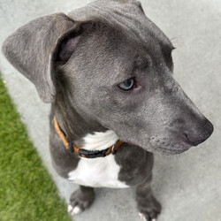 Bravo/American Staffordshire Terrier/Male/11 Months,Hi there, I'm Bravo! I'm a young Staffy, full of potential and still learning the ropes of life. I’m looking for a family who can be patient with me and understands that I’m still a bit nervous around new people. I will require a home with children 12 years plus, and ideally, they should be understanding of my need for personal space. I would love my own area where I can retreat to when I need some quiet time to recharge. I prefer passive interactions where I can approach things at my own pace whilst I gain confidence in my new home. It's really important that I meet everyone in the household before we make things official. I can still feel a little nervous around new people, so having a chance to get to know everyone will help me feel more comfortable. It’ll also be great if my new family understands when to give me space and how to communicate with me calmly. I’ve come a long way, but I’m still building confidence, so I need people who will be patient and consistent with me. Another must for me is a buddy—I'd love to go home with another dog! I’ve shown more confidence and curiosity about the world when I have a canine companion around, and it really helps me feel more secure. Plus, it’s just more fun that way! My new family will also need to be committed to ongoing training. Since I’m still young and still figuring things out, it would be amazing if they continue to work with me on building my confidence and teaching me new skills using positive reinforcement. I’m eager to learn, and with a little help, I’ll be the best companion you could ask for! Lots of love, Bravo xx -No children under 12 -Must meet all family -Must go home with another dog -Ongoing training -Indoor/outdoor access