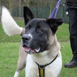 Zac/Akita/Male/6 - 12 months,Zac can live with children over the age of 10 and is probably better suited to being the only dog at home. We have very limited history for him but we know he has previously been house trained. Zac should not be left for more than an hour or two.
