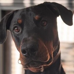 Benny/Dobermann/Male/2 - 5 years,Benny is looking for love, lifetime companionship a forever home with a family who will give him all the fuss and attention he needs. Benny would like an active family, who will take him on adventures, long walks and include him in their family activities.  Benny is instantly friendly, knows a few basic commands and takes treats gently when being rewarded with them. He is not able to live with cats or small furry animals, We think he could share his home with another neutered dog pending a successful meet here at the centre near Penrith.
