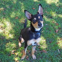 Adopt a dog:Dusty/Australian Kelpie/Male/7 Months,Hi, I'm Dusty! I'm a younger kelpie looking for an active lifestyle, I enjoy a busy day with lots of stuff to do, then a huge nap afterwards! I've had a really tough start to life, I was so sick as a young puppy and my owners could not afford to take me to the vets, so I was surrendered to the RSPCA where I had a lengthy hospital stay, but now that I'm all better and feeling great, it's time I get outta here and find my very own home! I'm looking for a family who will keep me busy, perhaps some acreage to run around on or even a farm life, I'd love to jump on the back of a Ute and explore with my new people! I'm also quite content in a smaller yard as long as I have a few toys to play with. I'm learning all my basic skills like sit and stay, I am a huge toy fan, and I'm quite a gentle boy around people, so if you're looking for a young fun energetic boy, look no further! XX Dusty