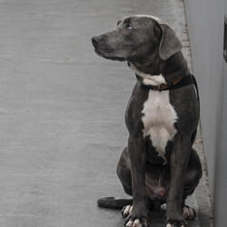 Bravo/American Staffordshire Terrier/Male/11 Months,Hi there, I'm Bravo! I'm a young Staffy, full of potential and still learning the ropes of life. I’m looking for a family who can be patient with me and understands that I’m still a bit nervous around new people. I will require a home with children 12 years plus, and ideally, they should be understanding of my need for personal space. I would love my own area where I can retreat to when I need some quiet time to recharge. I prefer passive interactions where I can approach things at my own pace whilst I gain confidence in my new home. It's really important that I meet everyone in the household before we make things official. I can still feel a little nervous around new people, so having a chance to get to know everyone will help me feel more comfortable. It’ll also be great if my new family understands when to give me space and how to communicate with me calmly. I’ve come a long way, but I’m still building confidence, so I need people who will be patient and consistent with me. Another must for me is a buddy—I'd love to go home with another dog! I’ve shown more confidence and curiosity about the world when I have a canine companion around, and it really helps me feel more secure. Plus, it’s just more fun that way! My new family will also need to be committed to ongoing training. Since I’m still young and still figuring things out, it would be amazing if they continue to work with me on building my confidence and teaching me new skills using positive reinforcement. I’m eager to learn, and with a little help, I’ll be the best companion you could ask for! Lots of love, Bravo xx -No children under 12 -Must meet all family -Must go home with another dog -Ongoing training -Indoor/outdoor access