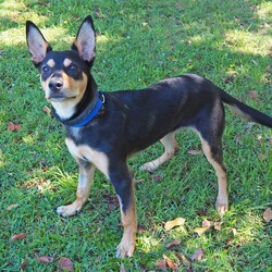 Adopt a dog:Dusty/Australian Kelpie/Male/7 Months,Hi, I'm Dusty! I'm a younger kelpie looking for an active lifestyle, I enjoy a busy day with lots of stuff to do, then a huge nap afterwards! I've had a really tough start to life, I was so sick as a young puppy and my owners could not afford to take me to the vets, so I was surrendered to the RSPCA where I had a lengthy hospital stay, but now that I'm all better and feeling great, it's time I get outta here and find my very own home! I'm looking for a family who will keep me busy, perhaps some acreage to run around on or even a farm life, I'd love to jump on the back of a Ute and explore with my new people! I'm also quite content in a smaller yard as long as I have a few toys to play with. I'm learning all my basic skills like sit and stay, I am a huge toy fan, and I'm quite a gentle boy around people, so if you're looking for a young fun energetic boy, look no further! XX Dusty