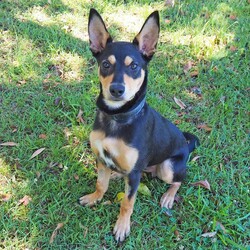 Adopt a dog:Dusty/Australian Kelpie/Male/7 Months,Hi, I'm Dusty! I'm a younger kelpie looking for an active lifestyle, I enjoy a busy day with lots of stuff to do, then a huge nap afterwards! I've had a really tough start to life, I was so sick as a young puppy and my owners could not afford to take me to the vets, so I was surrendered to the RSPCA where I had a lengthy hospital stay, but now that I'm all better and feeling great, it's time I get outta here and find my very own home! I'm looking for a family who will keep me busy, perhaps some acreage to run around on or even a farm life, I'd love to jump on the back of a Ute and explore with my new people! I'm also quite content in a smaller yard as long as I have a few toys to play with. I'm learning all my basic skills like sit and stay, I am a huge toy fan, and I'm quite a gentle boy around people, so if you're looking for a young fun energetic boy, look no further! XX Dusty
