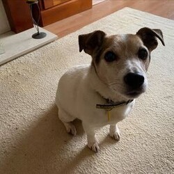 Archie/Terrier (Jack Russell)/Male/8 + years,Meet Archie our 13 year old Jack Russell Terrier who is looking for a calm and quiet home, ideally with his own garden. He can live with children over 14 years and will need to be the only pet in the home. He can be left for short periods once settled.