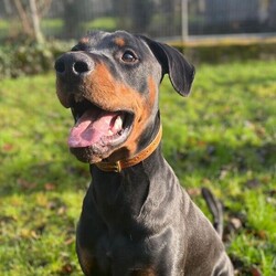 Benny/Dobermann/Male/2 - 5 years,Benny is looking for love, lifetime companionship a forever home with a family who will give him all the fuss and attention he needs. Benny would like an active family, who will take him on adventures, long walks and include him in their family activities.  Benny is instantly friendly, knows a few basic commands and takes treats gently when being rewarded with them. He is not able to live with cats or small furry animals, We think he could share his home with another neutered dog pending a successful meet here at the centre near Penrith.