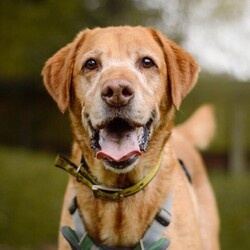 Mack/Retriever (Labrador)/Male/5 - 7 years,Mack is a wonderful older boy, but don't let that fool you he's still an active lad who LOVES to play! Mack has been with us for quite a while now, yet we still haven't found his pawfect match! He needs a home with adults only and minimal visitors as he can find meeting new people a little scary and overwhelmed. Once you're in Mack's circle of friends he loves bum scratches and playing endless games of fetch! In true labrador style he loves food and is learning lots of new things here, like how to wear his muzzle for walkies and adventures, this is because he can struggle when there is lots going on and is overwhelmed by joggers and cyclists. Mack has been in a home for a short period, where he was perfectly housetrained however he may need a little refresher as he settles in to home life again. He was also happy to be left for a few hours, however this would need gradually building back up again as it's been a little while since he's been in a home. Mack's ideal forever family would have a keen interest in training and be able to help continue his education. He can become vocal around other dogs, but is slowly learning how to share walks with calm and polite doggy friends. Mack must have his own secure garden, this is so he has a safe space where he can play, zoom and explore without having to worry about the outside world.