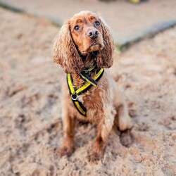 Sylvester/Spaniel (Cocker)/Male/2 - 5 years,The gorgeous boy is Sylvester, he is a 2 year old Cocker Spaniel looking for his forever home. He is a typical busy spaniel and wants to be out and about sniffing and exploring the world around him. Sylvester could live with another dog in the home and does enjoy making dog friends out on walks, but tends to do his own thing. He can live with teenagers 14+ years old and can be left alone for a couple of hours a day, but would need mental stimulation during this time.