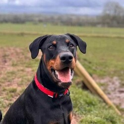 Benny/Dobermann/Male/2 - 5 years,Benny is looking for love, lifetime companionship a forever home with a family who will give him all the fuss and attention he needs. Benny would like an active family, who will take him on adventures, long walks and include him in their family activities.  Benny is instantly friendly, knows a few basic commands and takes treats gently when being rewarded with them. He is not able to live with cats or small furry animals, We think he could share his home with another neutered dog pending a successful meet here at the centre near Penrith.
