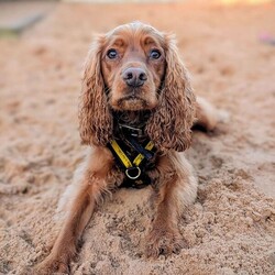 Sylvester/Spaniel (Cocker)/Male/2 - 5 years,The gorgeous boy is Sylvester, he is a 2 year old Cocker Spaniel looking for his forever home. He is a typical busy spaniel and wants to be out and about sniffing and exploring the world around him. Sylvester could live with another dog in the home and does enjoy making dog friends out on walks, but tends to do his own thing. He can live with teenagers 14+ years old and can be left alone for a couple of hours a day, but would need mental stimulation during this time.