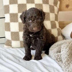 Mason/Portuguese Water Dog									Puppy/Male																/7 Weeks,Mason is a fun loving, easy going puppy! He loves to explore and learn new things. His pedigree is one of a kind as his father comes from a long line of working dogs in Portugal. Mason has 7 siblings and loves to play with them. he will be ready for his new home soon, so don’t miss out on a chance to make him your own!