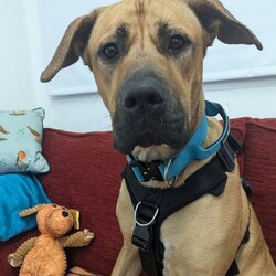Diesel/Crossbreed/Male/1 - 2 years,Meet Diesel. He is a very handsome 2 year old Crossbreed looking for his forever home. Diesel is looking for an adult only home with minimal visitors as he is a little worried by strangers. Diesel's time home alone will need to be built up slowly as he settles back into home life. Despite his size, he walks really well on lead and once he knows you, he loves cuddles on the sofa with his people. He is unable to live with another dog in the home but he does enjoy making dog friends on walks, especially if they are calmer.