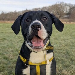 Adopt a dog:Dougie/Terrier (Staffordshire Bull)/Male/1 - 2 years,Dougie is a sweet 1 year old Staffie who is lots of fun! He can find some situations a little overwhelming so does need a patient and understanding home, especially whilst he is settling in. Dougie can make dog friends but would be best suited to being the only dog in the home at the moment. This super Staffie is full of energy and loves to play and would love an active home. He also isn't used to being left by himself so would love to have someone at home for most of the day, and any time that he is left alone to be built up very gradually over time.